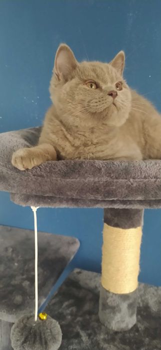 KOT BRYTYJSKI kociak  liliowy prawdziwy  RODOWÓD FPL FIFE