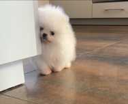 Mini xs chlopiec bialy szpic miniaturowy pomeranian