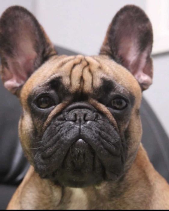 Buldog francuski fci szczenie