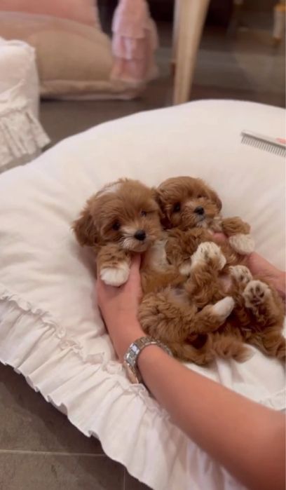 Мальтіпу для вас лагідні і здорові цуценята