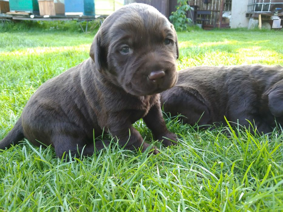 Labrador Retriver czekoladowy,labradory szczeniaki-suczka