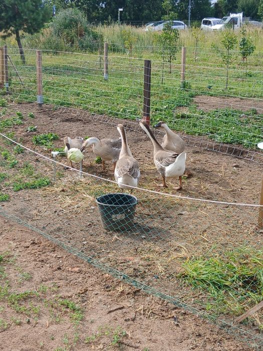 Sprzedam gesi garbanos