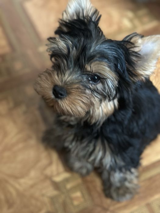 Сладкие детки йркширского терьера