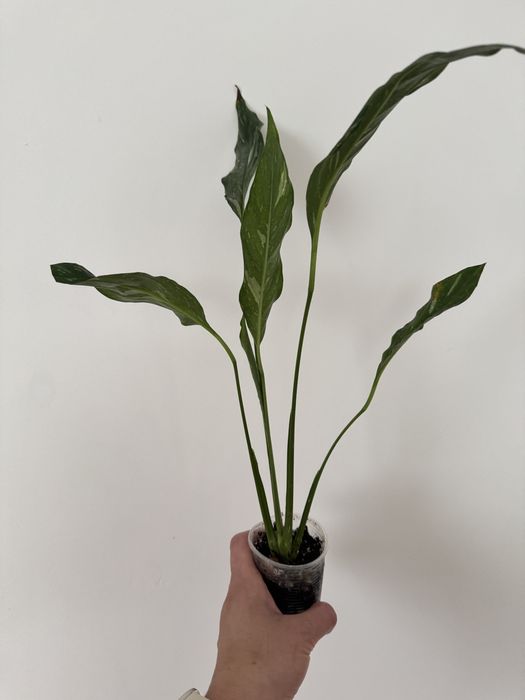 Спатифілум даймонд.