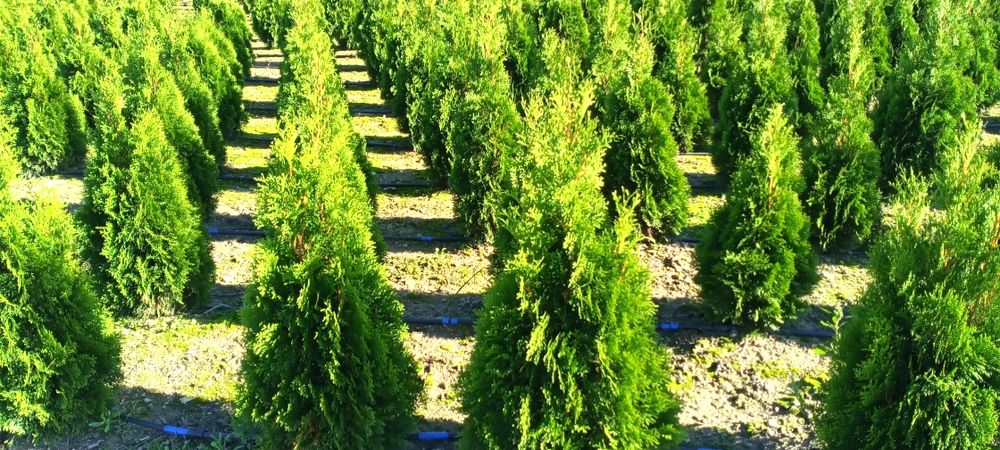 Sprzedam Tuje Szmaragd 180cm.