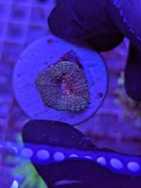 Lobphyllia Red WYSIWYG #12 akwarystyka morska koralowiec LPS