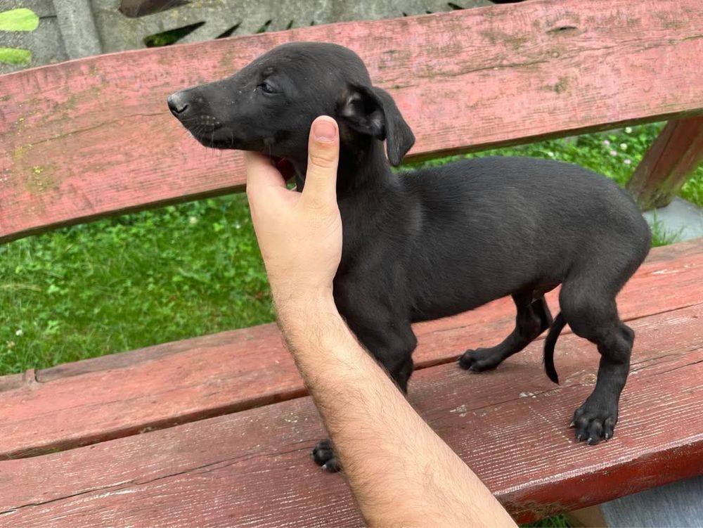 Psy w typie charty greyhound
