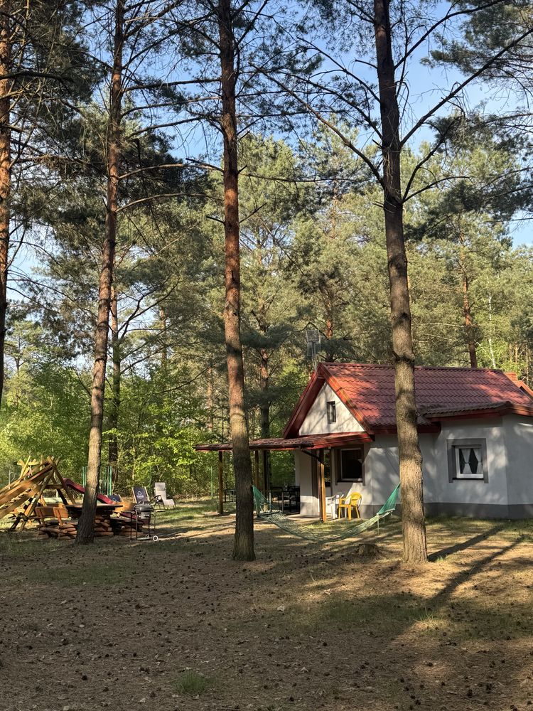 Wynajmę domek letniskowy w lesie nad jeziorem WOLNY TERMIN od 28 lipca