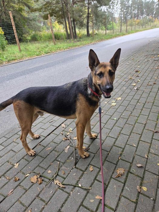 RADAR - Schronisko dla Zwierząt w Ostródzie