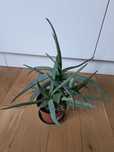 Aloes zwyczajny w doniczce+gratis