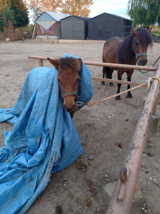 Kucyk ogierek odsadek