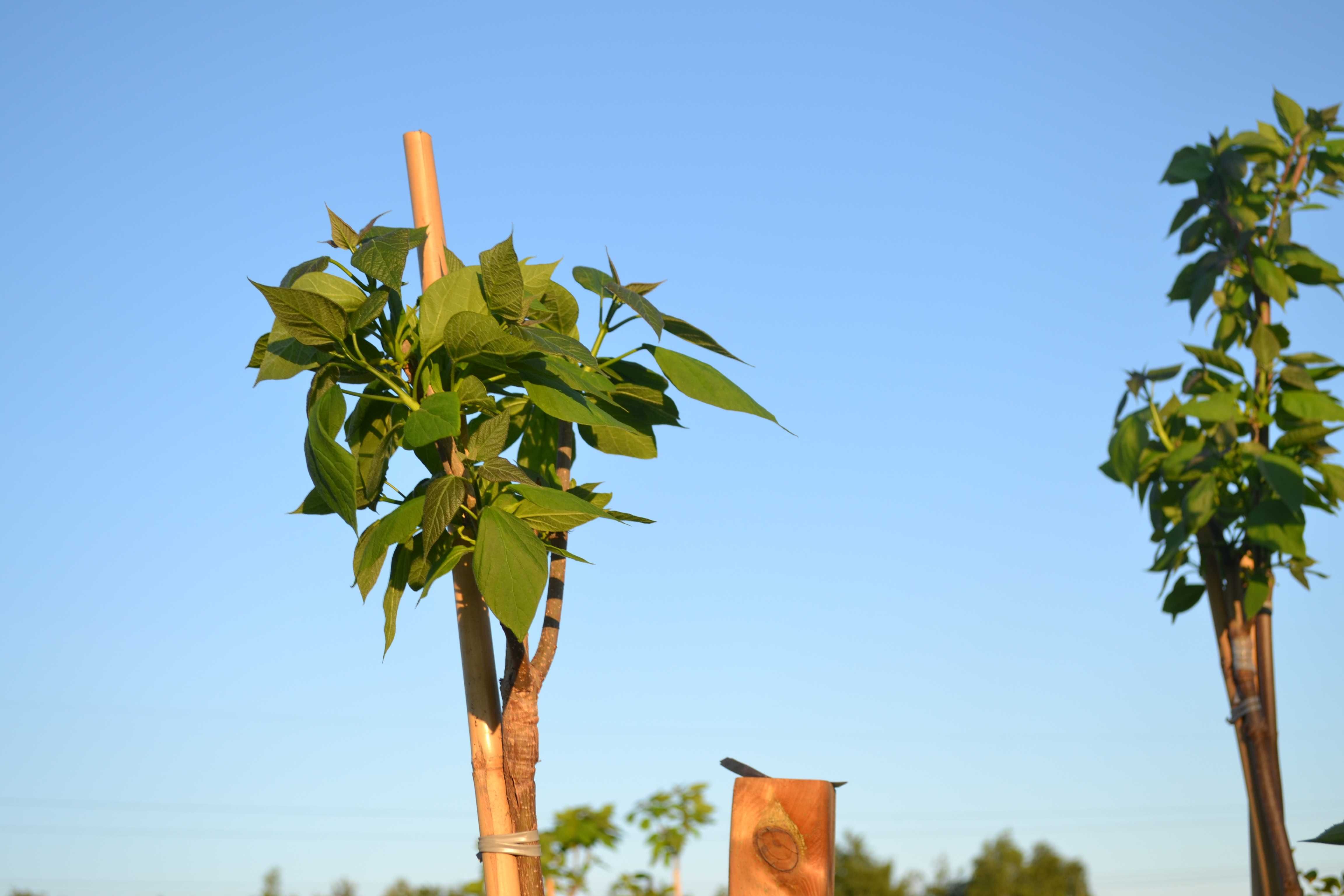surmia "nana" katalpa, catalpa, szczepiony 1,6- 1,8m, obwód 8-10 cm