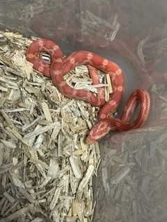 wąż zbożowy GRUBY KOCUR sklep zoologiczny rzeszów