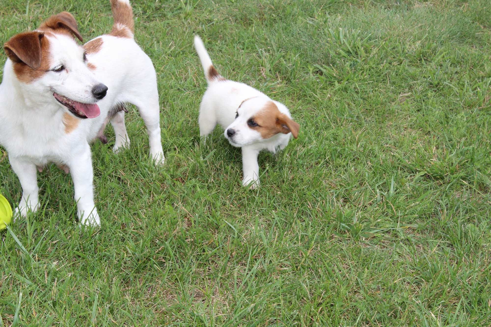 szczeniak Jack Russell Terrier pochodzenie ZKWP FCI