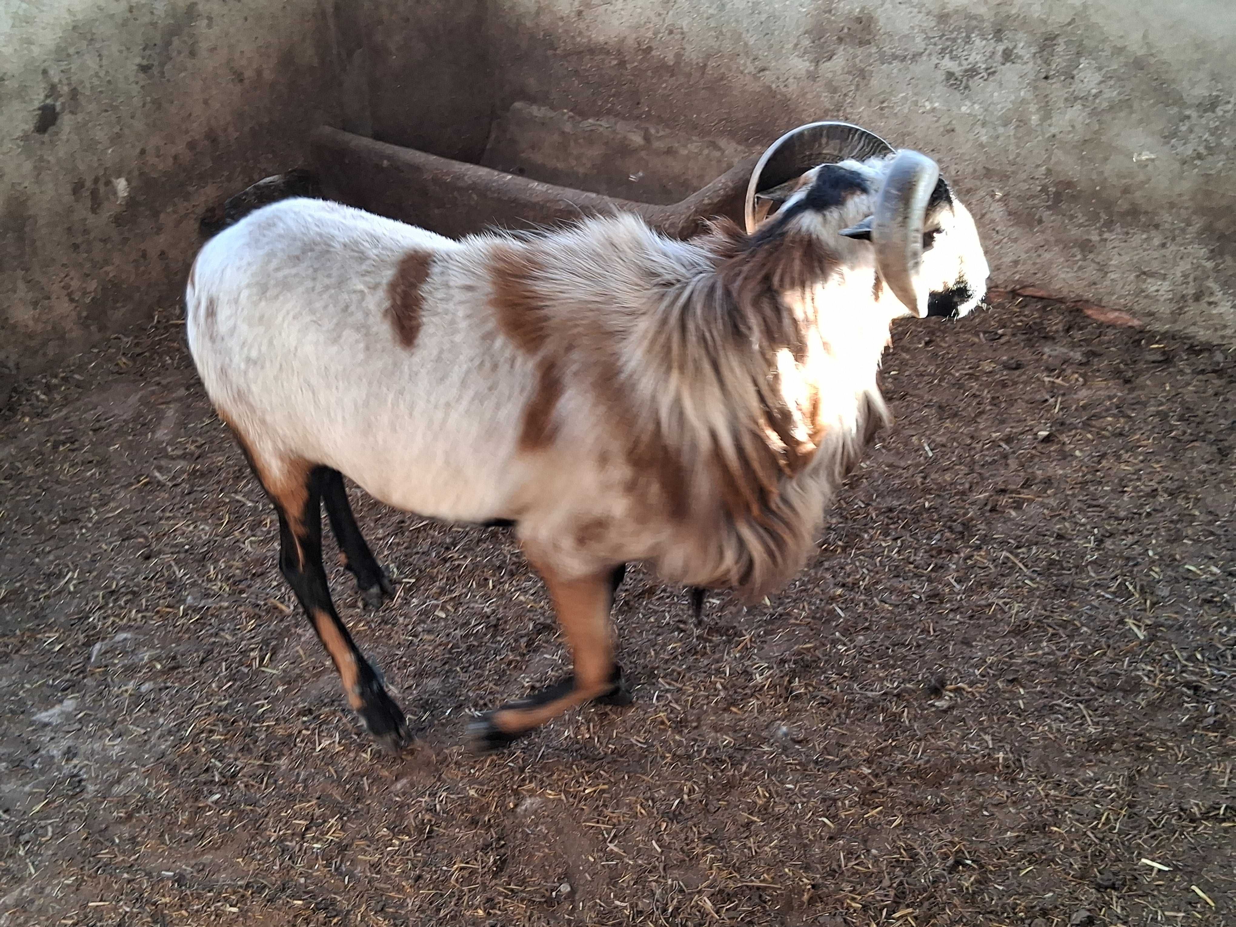 Borrego muito bonito