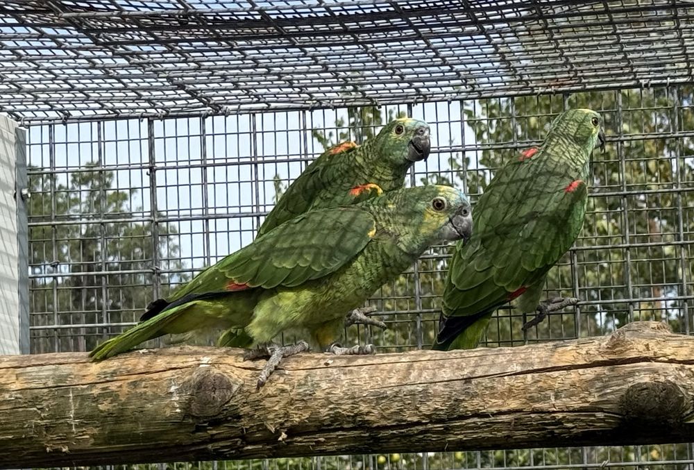 Papagaio femea aestiva xanthopteryx 2024