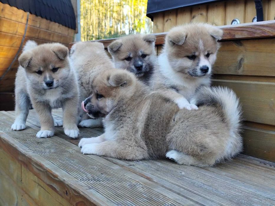 AKITA INU - rodowód