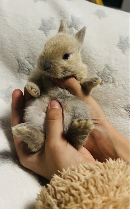 Кролик карликовий подарунок під ялинку