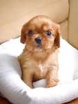 Szczeniak- Cavalier King charles spaniel