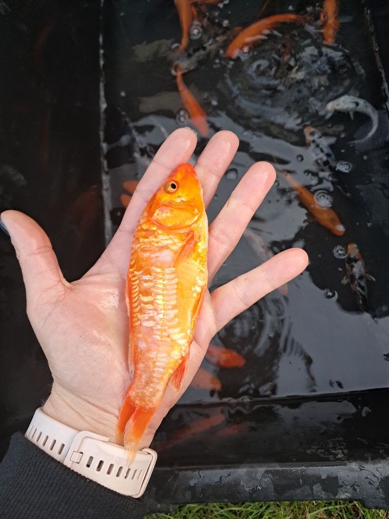 Karp koi narybek / kroczek
