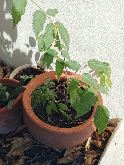 Plantas todas está a venda