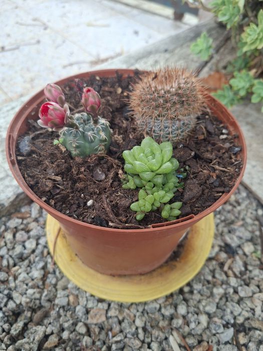 Cactos e suculentas