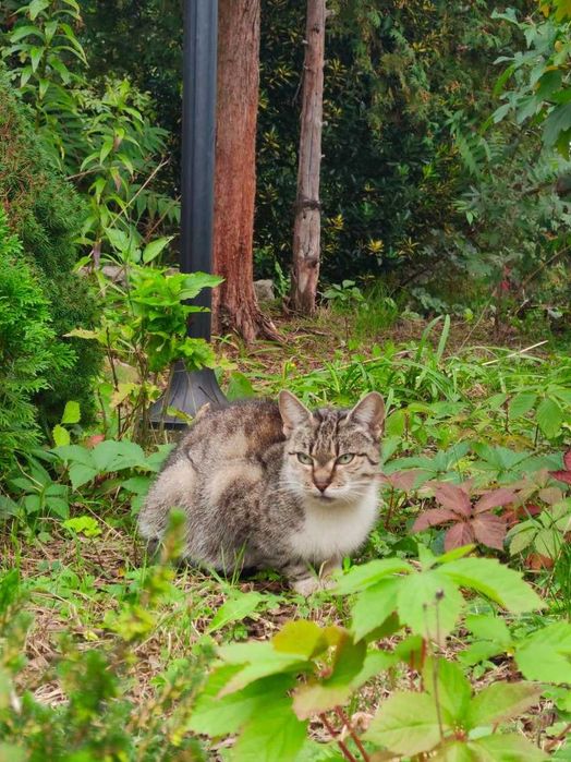 Kotka szuka kochającego domu