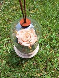 Wieczna róża w szkle kopuła róża stabilizowana prezent