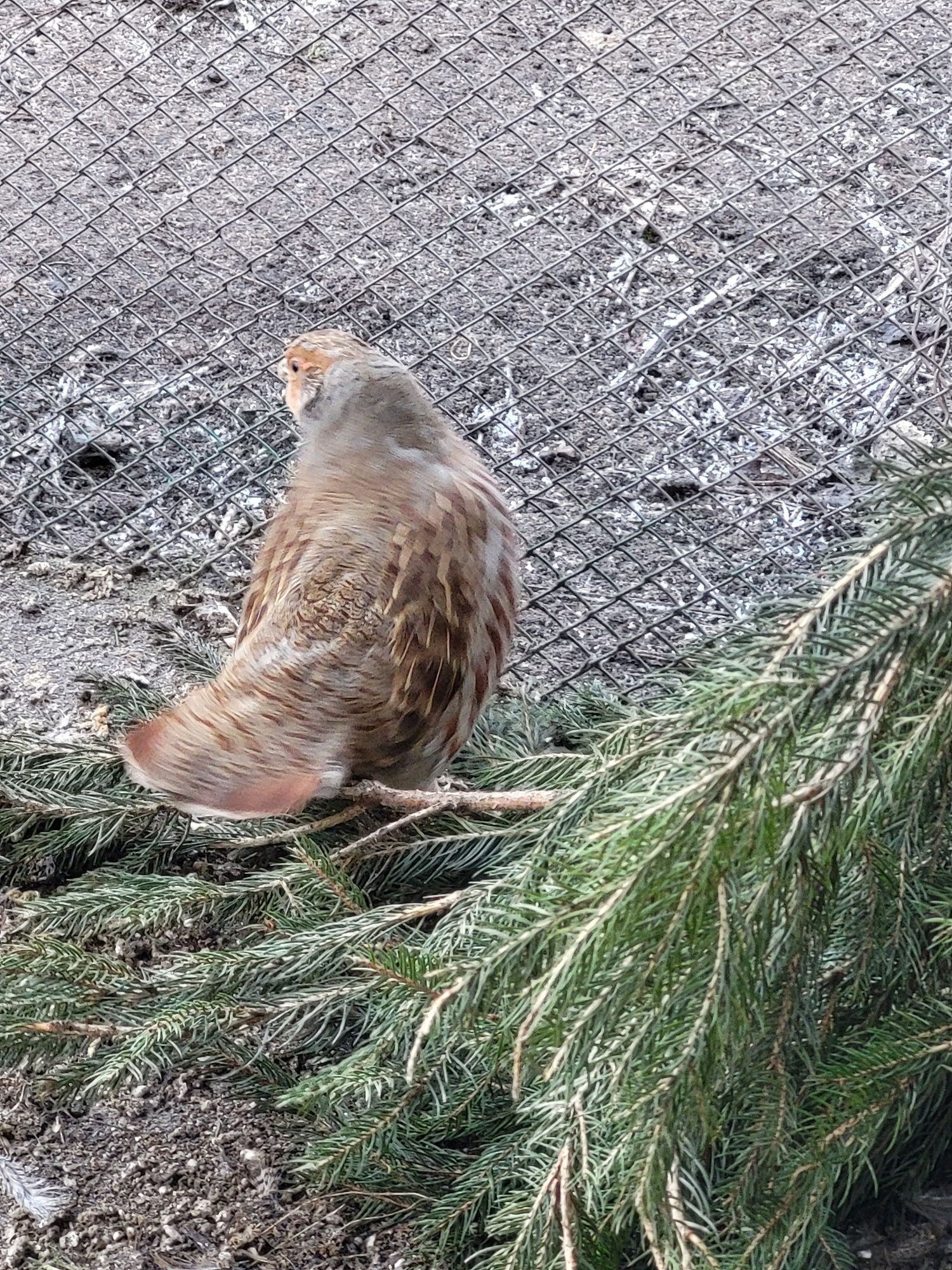 Kuropatwy polne KOGUTKA sprzedam.