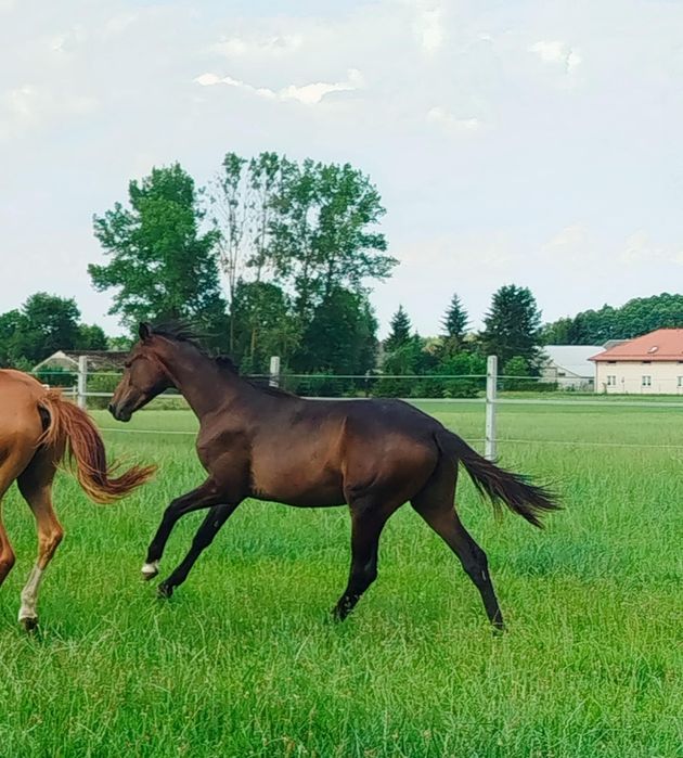 Wałach 1.5 roku, wnuk Millenium,świetny charakter, wysoki, super rodo