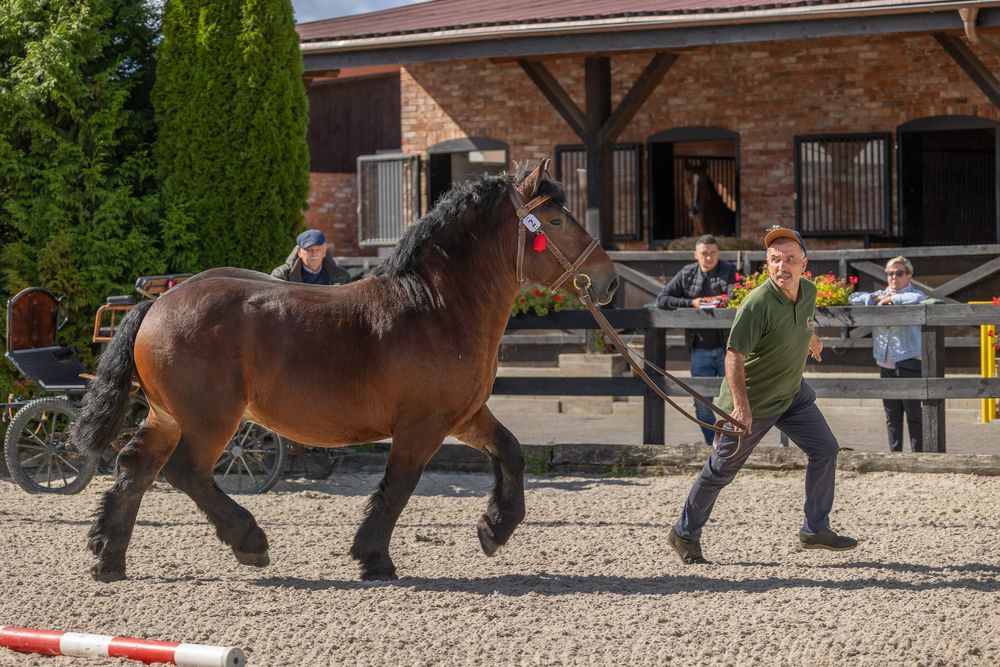 Sprzedam ogiera rasy Arden Polski