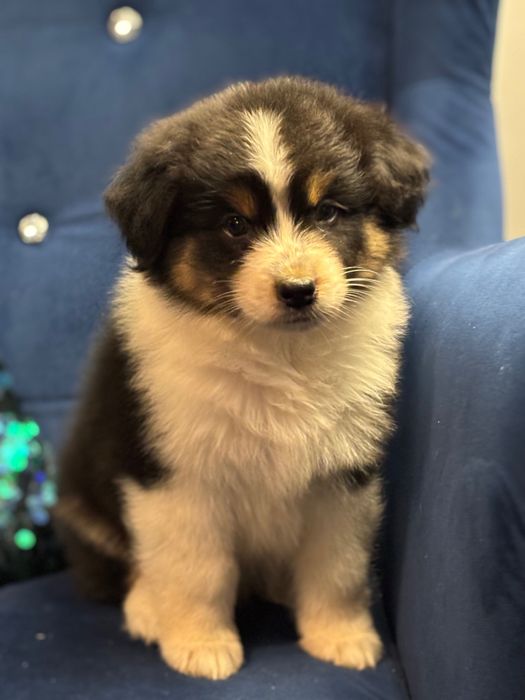 Owczarek australijski typ amerykański Aussie.