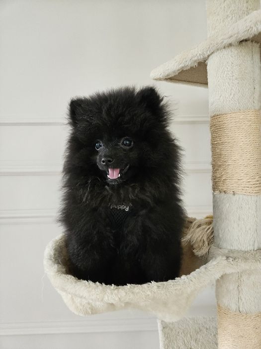 Szpic miniaturowy pomaranian Suczka