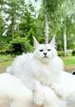 Hodowla kotów Maine Coon, Felis Polonia/FPL