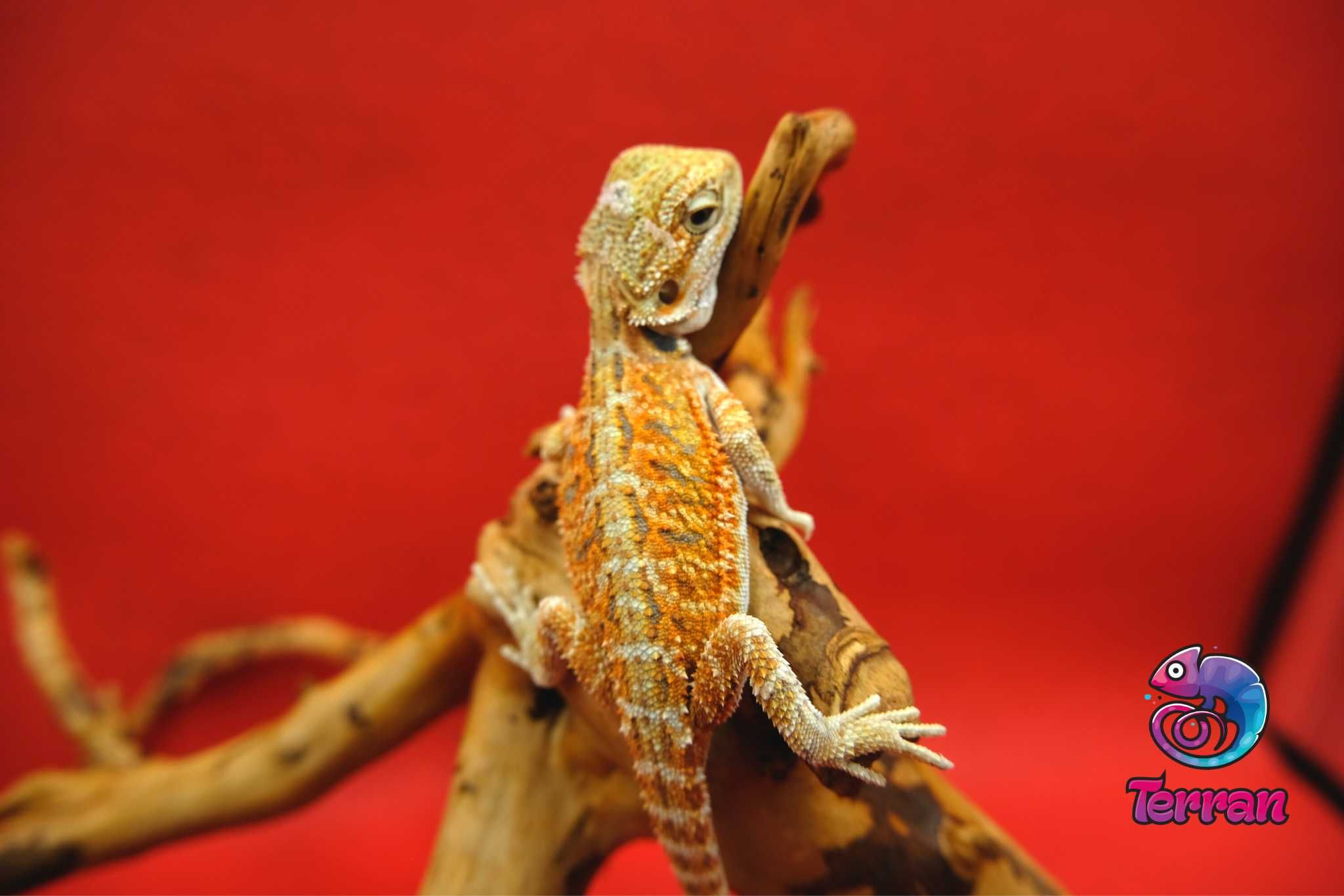 Agama brodata - Jaszczurka dla początkujących gekon zbożowka anolis