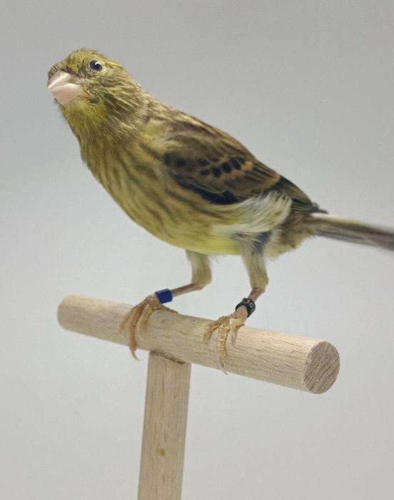 Kanarek kanarki slavujar