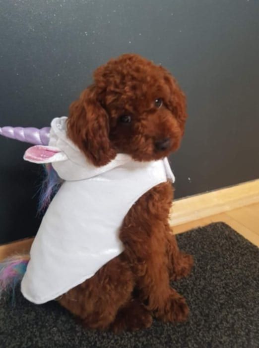 Maltipoo f1b Chłopiec xxs