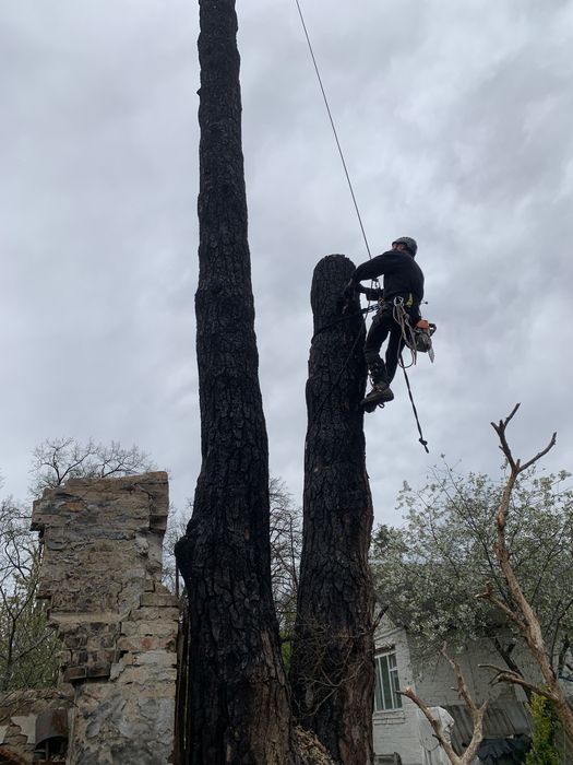 Видалення дерев,Спил дерев,Зрізання дерев,Кронування пнів
