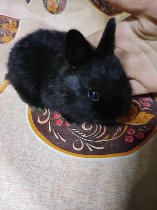 Кролики карликовые и Мини