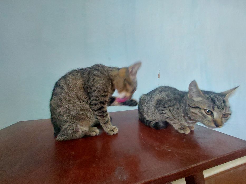 Котики хлопчик і дівчатка шукають родину