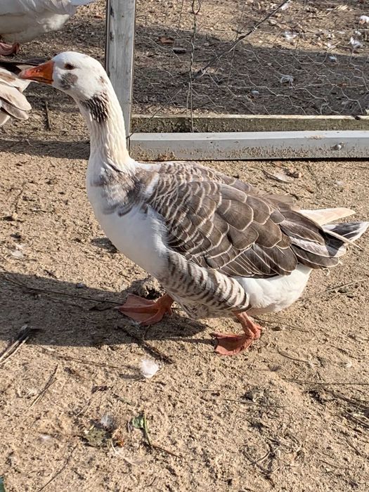 gansos do campo de alta qualidade  - preço atrativo