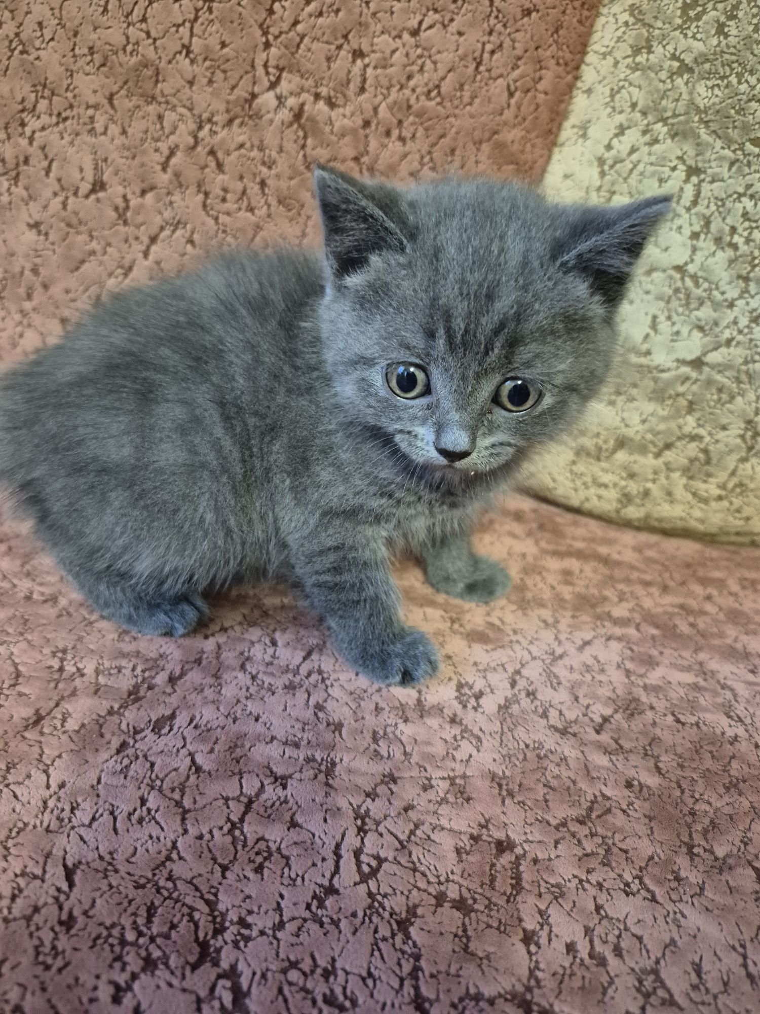 Котенята Шотландці