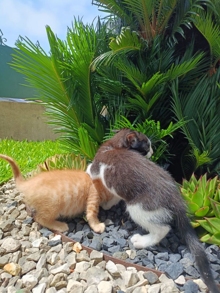 Gatinhos para Adoção