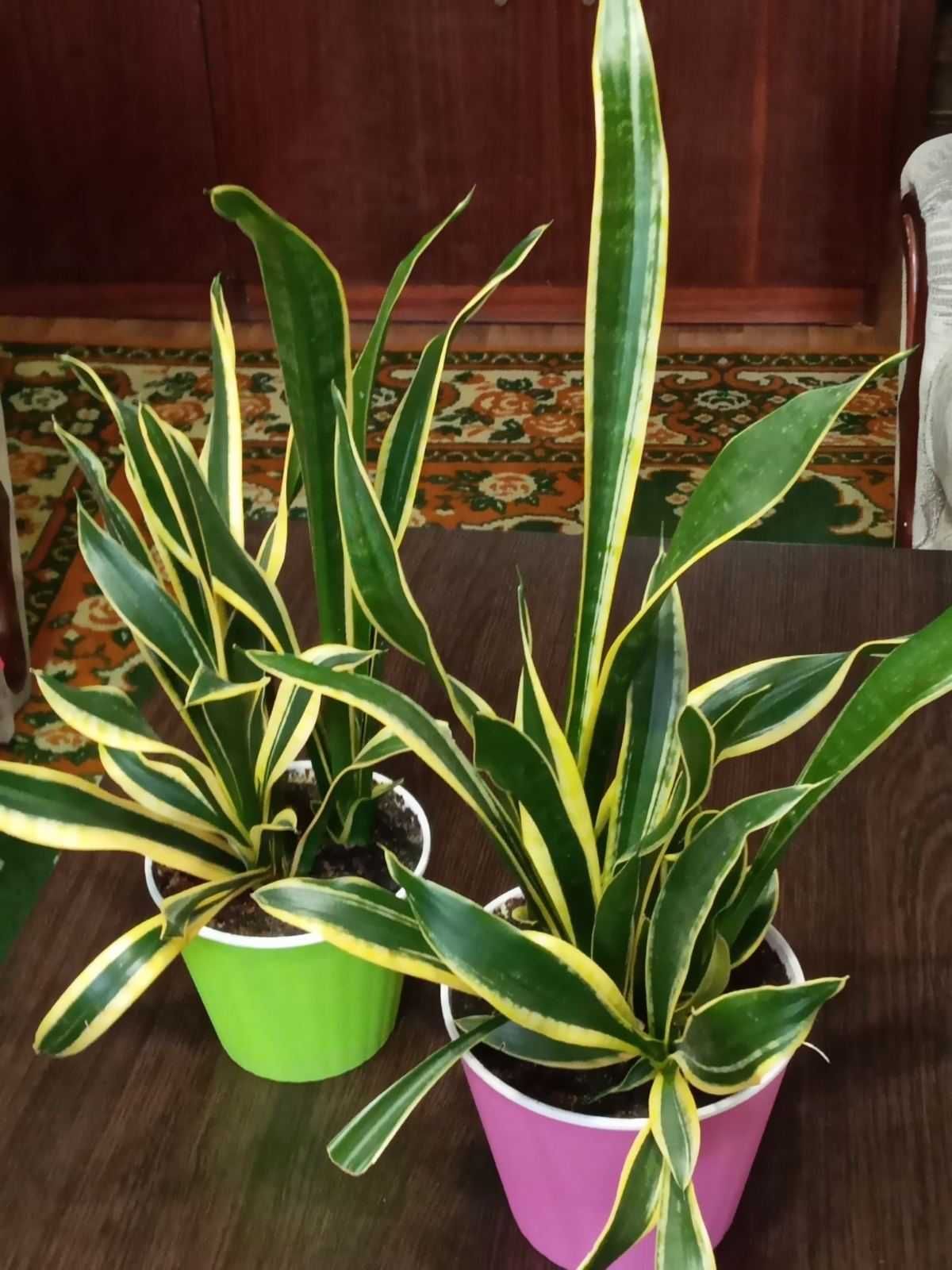 Комнатные растения Sansevieria \тещин язык\.