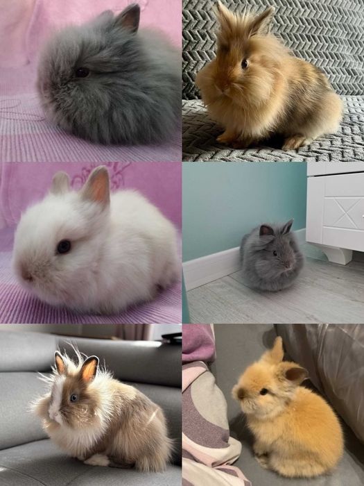 Królik Karzełek Teddy Królik Miniaturka Króliczek Króliczki