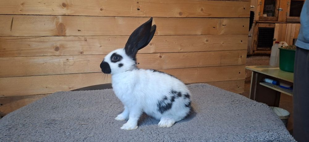 Olbrzym srokacz czarny samce