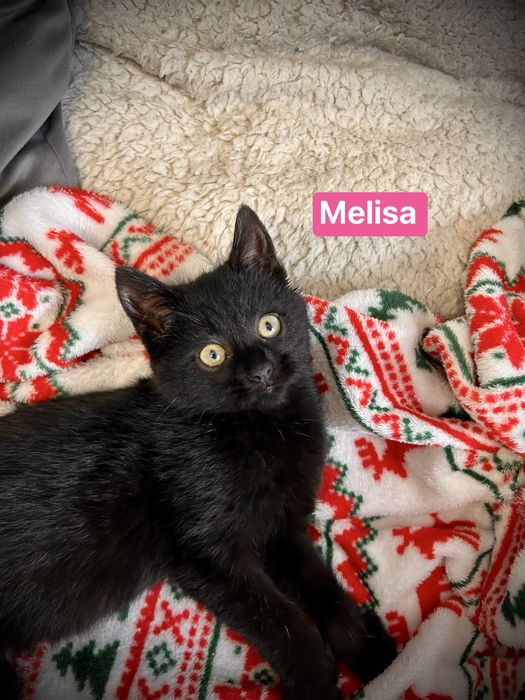 Aria i Melisa- dwie małe koteczki, które wniosą ciepło do Twojego domu