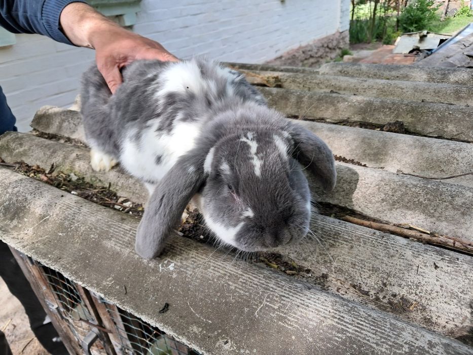 Кріль французський баран.