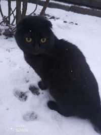 Черный веслоухий кот