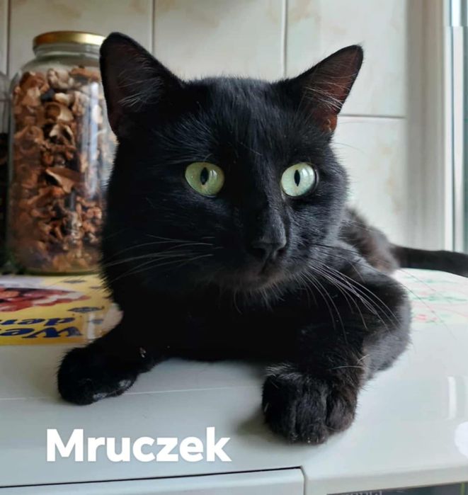 1.5 roczny zdrowy,wykastrowany kocurek do adoocji.